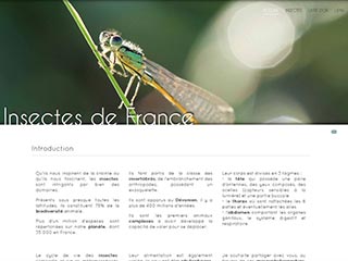 Insectes de France