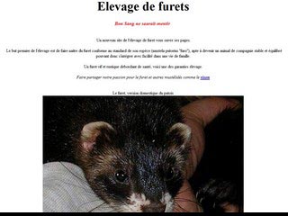 Elevage de furet - la furetiere.com